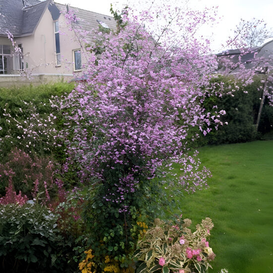 Saulkrēsliņš 'Splendide'